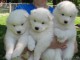 Magnifiques chiots samoyede males et femelle ag&eacute;s de trois mois 