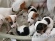 Chiots jack russel - m&acirc;les et femelles LOF ag&eacute;s de trois mois
