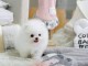 Vente de chiots pom&eacute;raniens teacup de 12 semaines