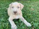 Pitbull chiots &agrave; vendre