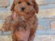 Caniche Toy chiots &agrave; vendre