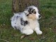 A donnez chiot berger australien femelle bleu merl&eacute;
