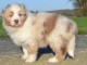 A donnez chiot berger australien femelle bleu merl&eacute;