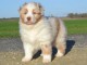 A donnez chiot berger australien femelle bleu merl&eacute;