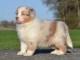 A donnez chiot berger australien femelle bleu merl&eacute;