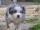 A donnez chiot berger australien femelle bleu merl&eacute;