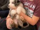 A donnez chiot berger australien femelle bleu merl&eacute;