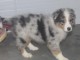 A donnez chiot berger australien femelle bleu merl&eacute;