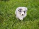 A donnez chiot berger australien femelle bleu merl&eacute;