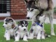 Chiots de race Husky sib&eacute;rien 