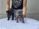 Cane Corso chiots &agrave; vendre