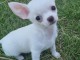 Chiots chihuahua blanche cr&egrave;me 3 m&acirc;les et 1 femelle