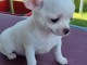 Chiots chihuahua blanche cr&egrave;me 3 m&acirc;les et 1 femelle