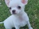 Chiots chihuahua blanche cr&egrave;me 3 m&acirc;les et 1 femelle