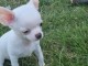 Chiots chihuahua blanche cr&egrave;me 3 m&acirc;les et 1 femelle