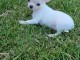 Chiots chihuahua blanche cr&egrave;me 3 m&acirc;les et 1 femelle