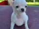 Chiots chihuahua blanche cr&egrave;me 3 m&acirc;les et 1 femelle