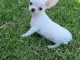 Chiots chihuahua blanche cr&egrave;me 3 m&acirc;les et 1 femelle