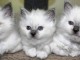chatons sacr&eacute; de birmanie 