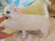 Chiot chihuahua femelle et m&acirc;le &agrave; adopter