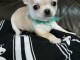 Chiot chihuahua femelle et m&acirc;le &agrave; adopter