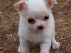 Chiot chihuahua femelle et m&acirc;le &agrave; adopter
