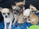 Chiot chihuahua femelle et m&acirc;le &agrave; adopter