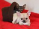Chiot chihuahua femelle et m&acirc;le &agrave; adopter