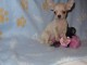 Chiot chihuahua femelle et m&acirc;le &agrave; adopter
