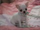 Chiot chihuahua femelle et m&acirc;le &agrave; adopter