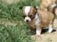 A donner chiot chihuahua tr&egrave;s belle femelle