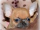A donner chiot chihuahua tr&egrave;s belle femelle