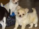 A donner chiot chihuahua tr&egrave;s belle femelle