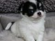 A donner chiot chihuahua tr&egrave;s belle femelle