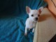 A donner chiot chihuahua tr&egrave;s belle femelle