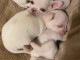 A donner chiot chihuahua tr&egrave;s belle femelle