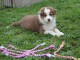Chien Berger Australien femelle &agrave; donner
