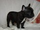 Bouledogue fran&ccedil;ais disponible de suite