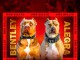 American Bully / Pit Bull Terrier chiots