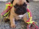 Magnifique chiot bouledogues fran&ccedil;ais en adoption