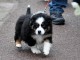 Chien Berger Australien femelle &agrave; donner