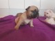 A donner Magnifique chiots Bouledogue fran&ccedil;ais