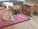 A donner Magnifique chiots Bouledogue fran&ccedil;ais