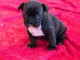 Bouledogue fran&ccedil;ais disponible de suite