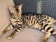 Magnifique chatons de BENGAL &agrave; adopter