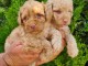 Caniche moyen chiots &agrave; vendre