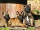 Chien Berger Belge malinois femelle &agrave; donner