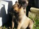 Chien Berger Belge malinois femelle &agrave; donner