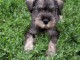 Schnauzer standard chiots