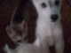 Chiots husky siberien adonner contre bon 
